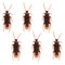 Fake Cockroaches - Pack of 6